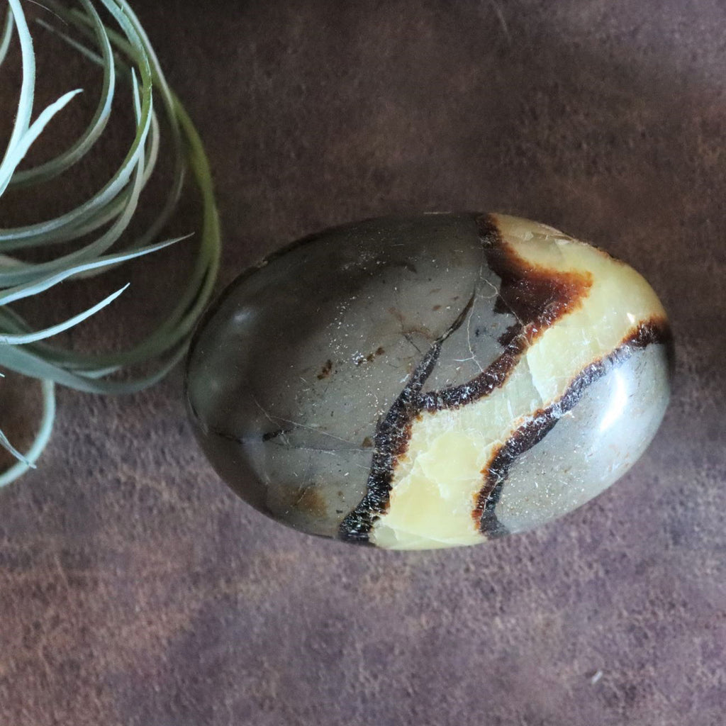 Septarian Palm Stone